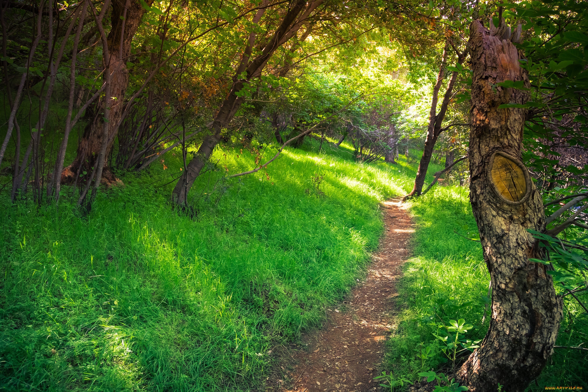 Forest trail. Лесная тропа Геншин. Тропинка в лесу. Летний лес. Летом в лесу.